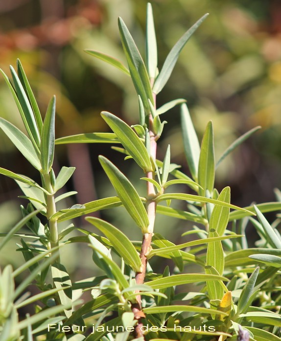 Fleur jaune des hauts- Hypericum lanceolatum- angustifolium