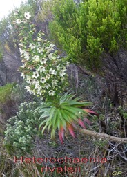 Heterochaenia rivalsii - Campanulacée- B