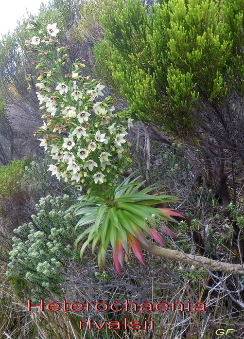 Heterochaenia rivalsii - Campanulacée- B