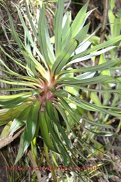 Heterochaenia rivalsii-2