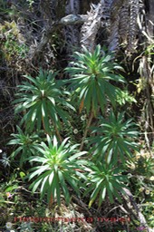 Heterochaenia rivalsii- Campanulacée-B