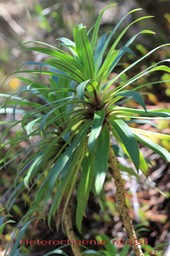 Heterochaenia rivalsii