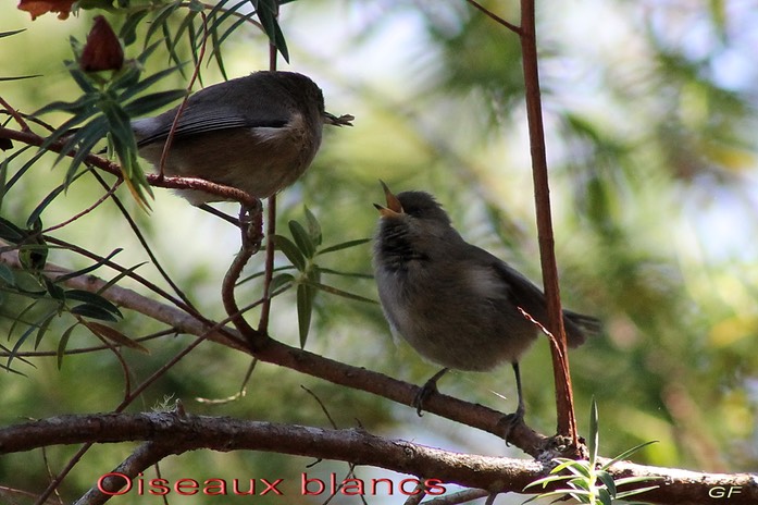 Oiseau blanc- Scène de vie