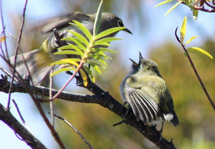 Oiseau lunette vert -2