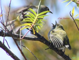 Oiseau lunette vert- Scène de vie