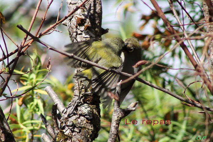 Oiseau lunette vert-3