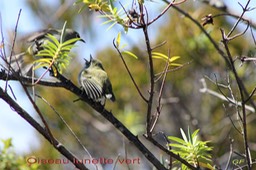 Oiseau lunette vert-4