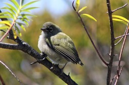 Oiseau lunette vert