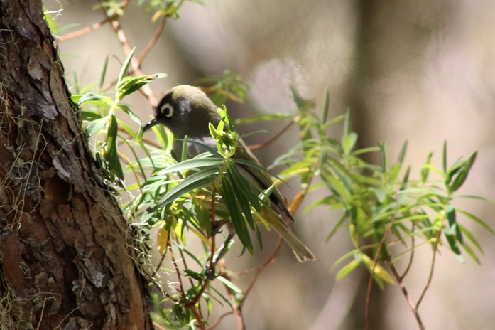 Oiseau vert-1