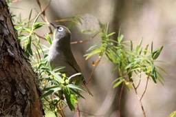Oiseau vert-2