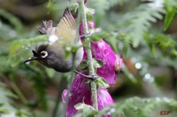 Oiseau vert sur Digitale-2