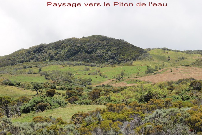 Paysage vers le Piton de l'eau-2