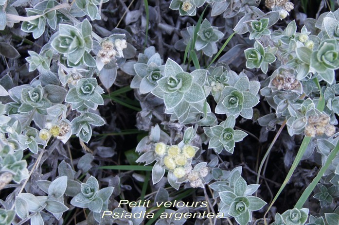 Petit velours - Psiadia argentea- Astéracée -B