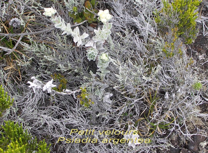 Petit velours - Psiadia argentea- Astéracée- B