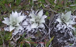 Petit velours blanc - Helichrysum arnicoides- Astéracée - B