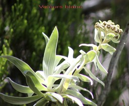 Velours blanc