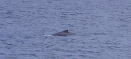 Baleine -3