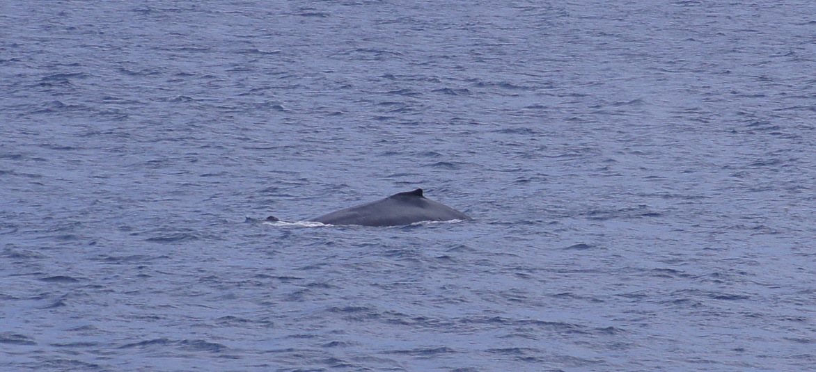 Baleine -3