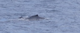 Baleine-9