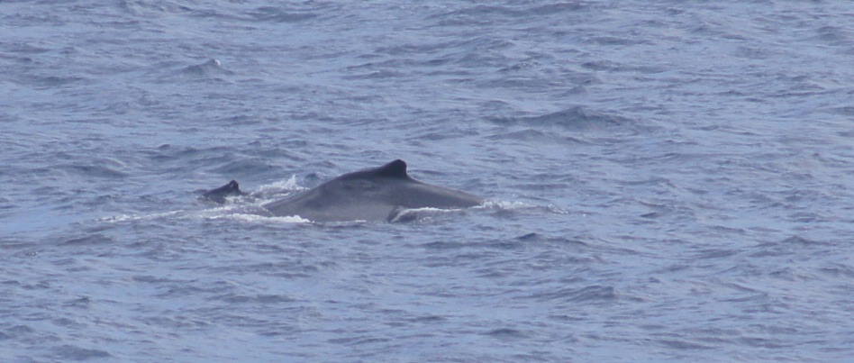 Baleine-9