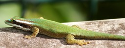 Lzard vert-6