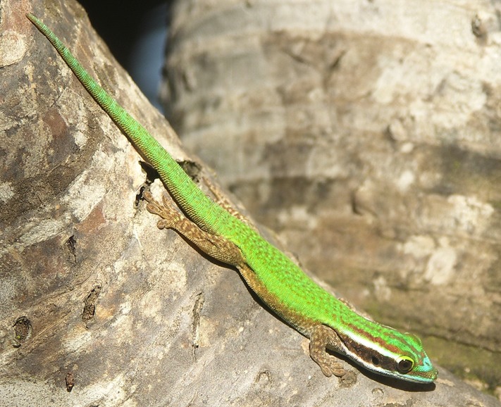 Lzard vert de Manapany-14