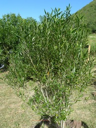 P1020074