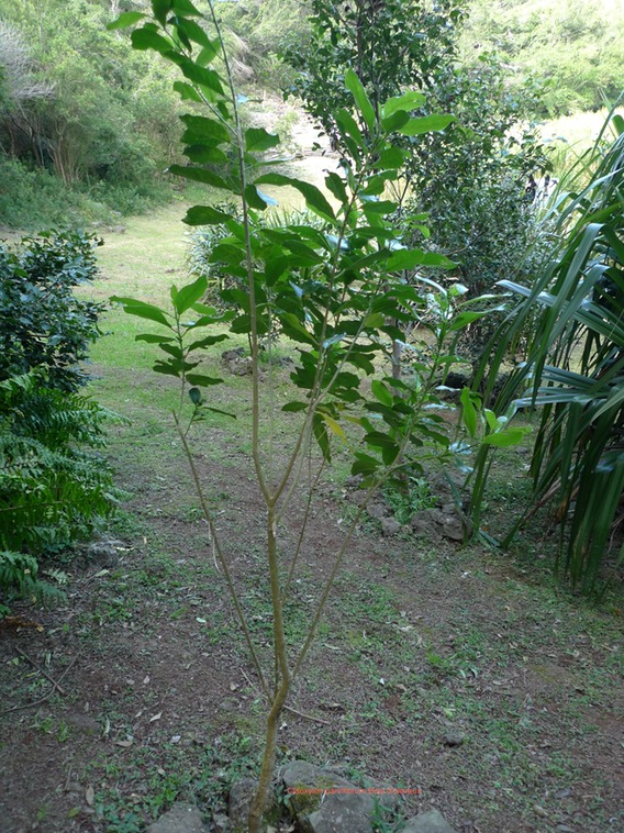 P1020080
