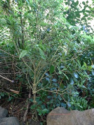 P1020082