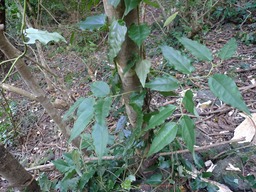 P1020085