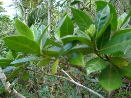 P1020090