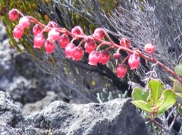 Agarista salicifolia