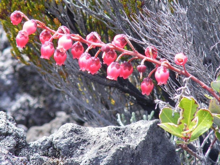 Agarista salicifolia