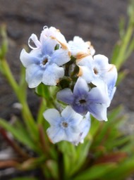 Cynoglossum borbonicum