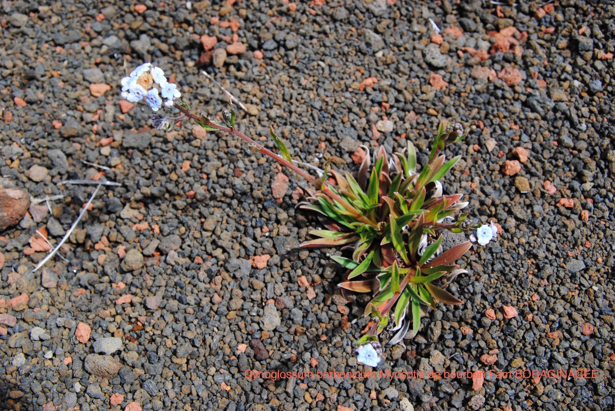 DSC_0008