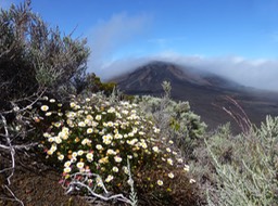 Erigeron karvinskianus (1)