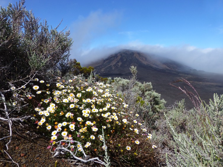 Erigeron karvinskianus (1)