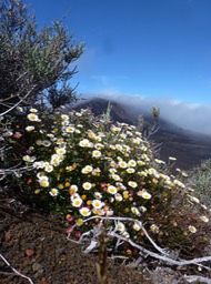 Erigeron karvinskianus (2)