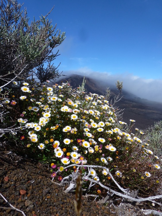 Erigeron karvinskianus (2)