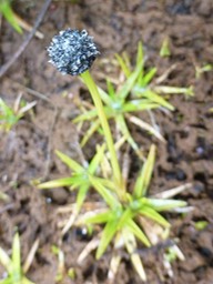 Eriocaulon striatum (1)