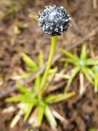 Eriocaulon striatum (2)