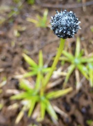 Eriocaulon striatum (3)