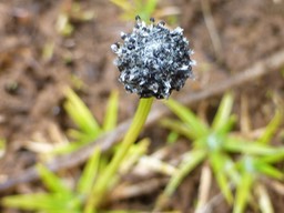 Eriocaulon striatum