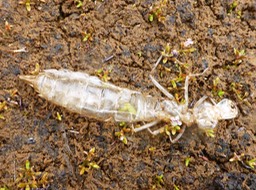 exuvie libellule et Laurembergia veronicifolia