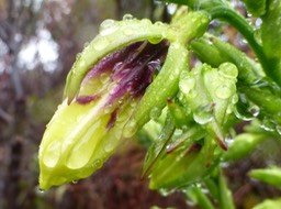 Heterochaenia rivalsii (1)