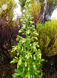 Heterochaenia rivalsii (2)