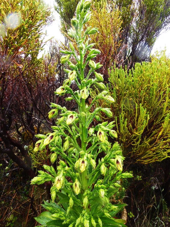 Heterochaenia rivalsii (2)