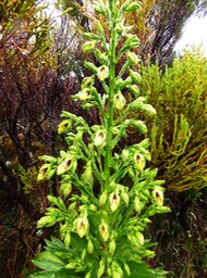 Heterochaenia rivalsii (3)