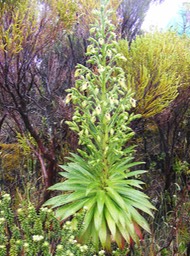 Heterochaenia rivalsii (5)