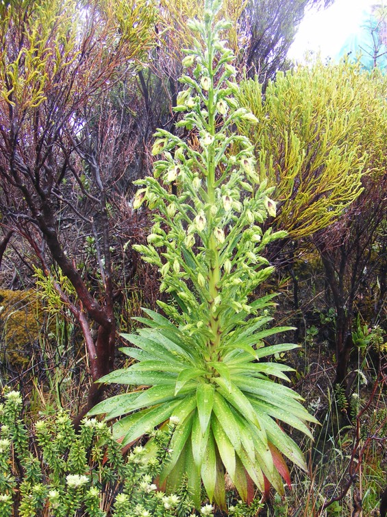 Heterochaenia rivalsii (5)